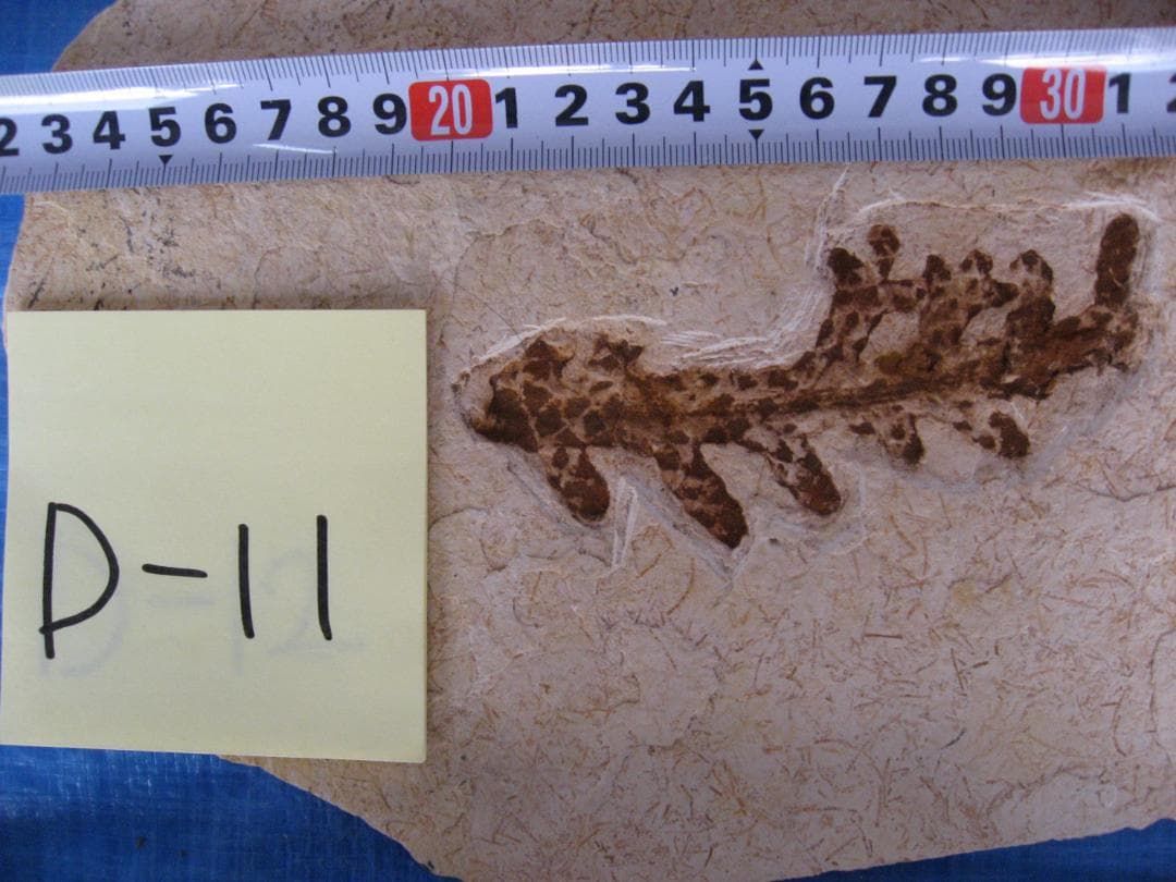 化石　B-16　D-10　D-11