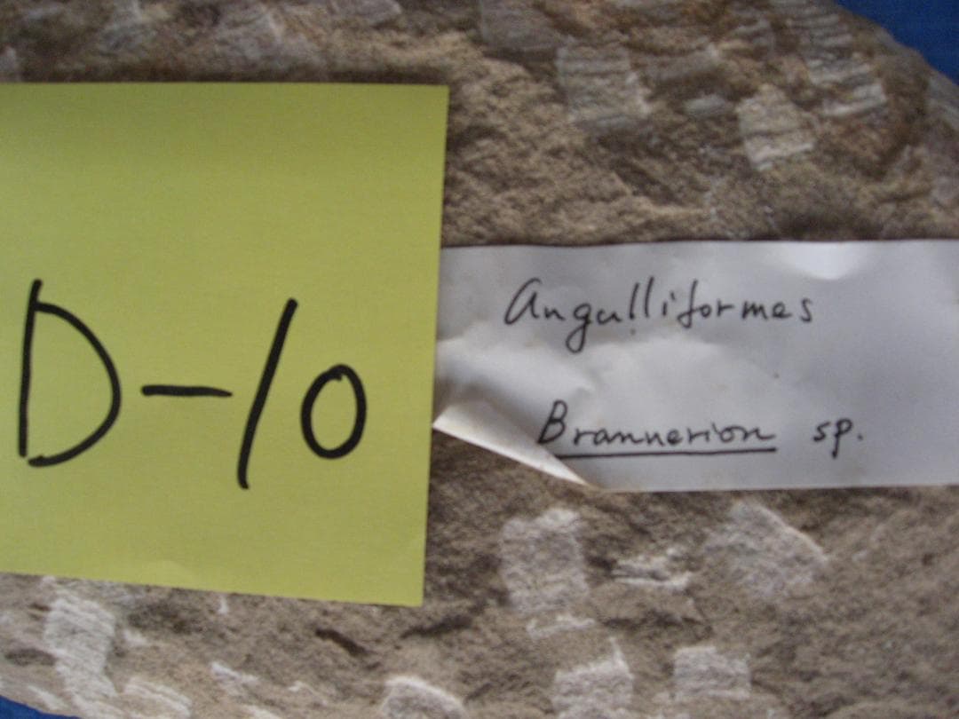 化石　B-16　D-10　D-11