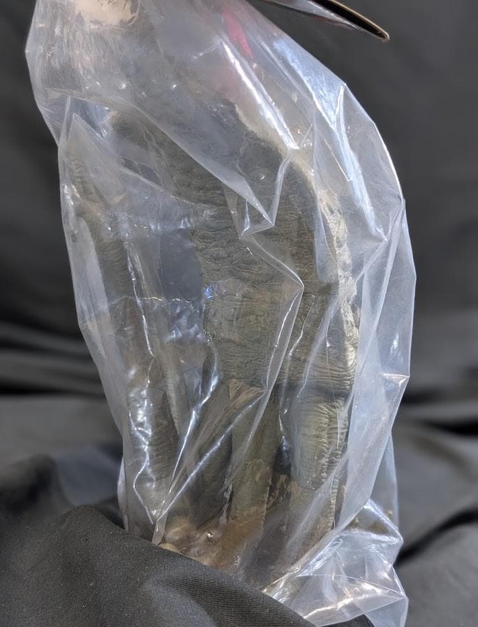 ゲゾラ「 決戦！ 南海の大怪獣」（バンダイミュージアム）未開封ソフビフィギュア