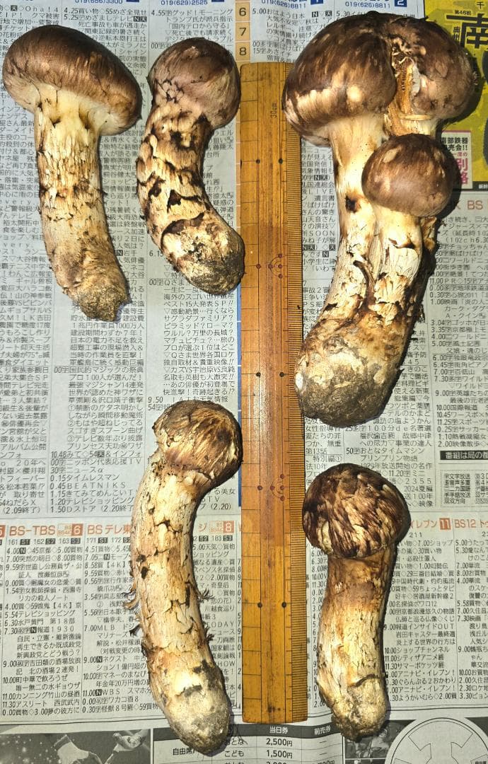松茸 岩手県産 365g　10月18日獲れ