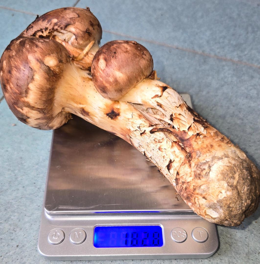 松茸 岩手県産 365g　10月18日獲れ