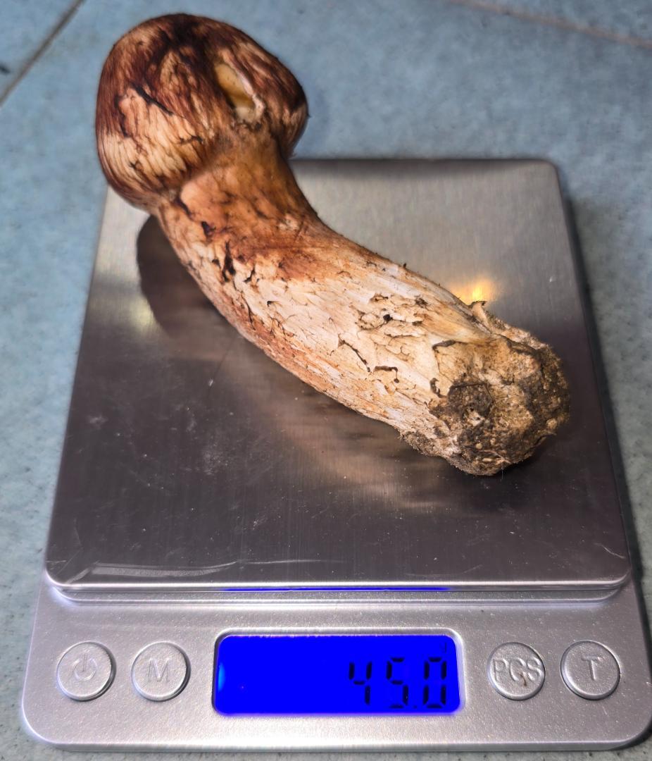 松茸 岩手県産 365g　10月18日獲れ