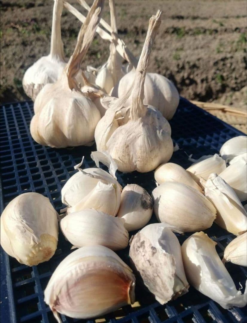 【送料無料】 2025年産 無農薬 バラニンニク 5kg ニンニク 5キロ