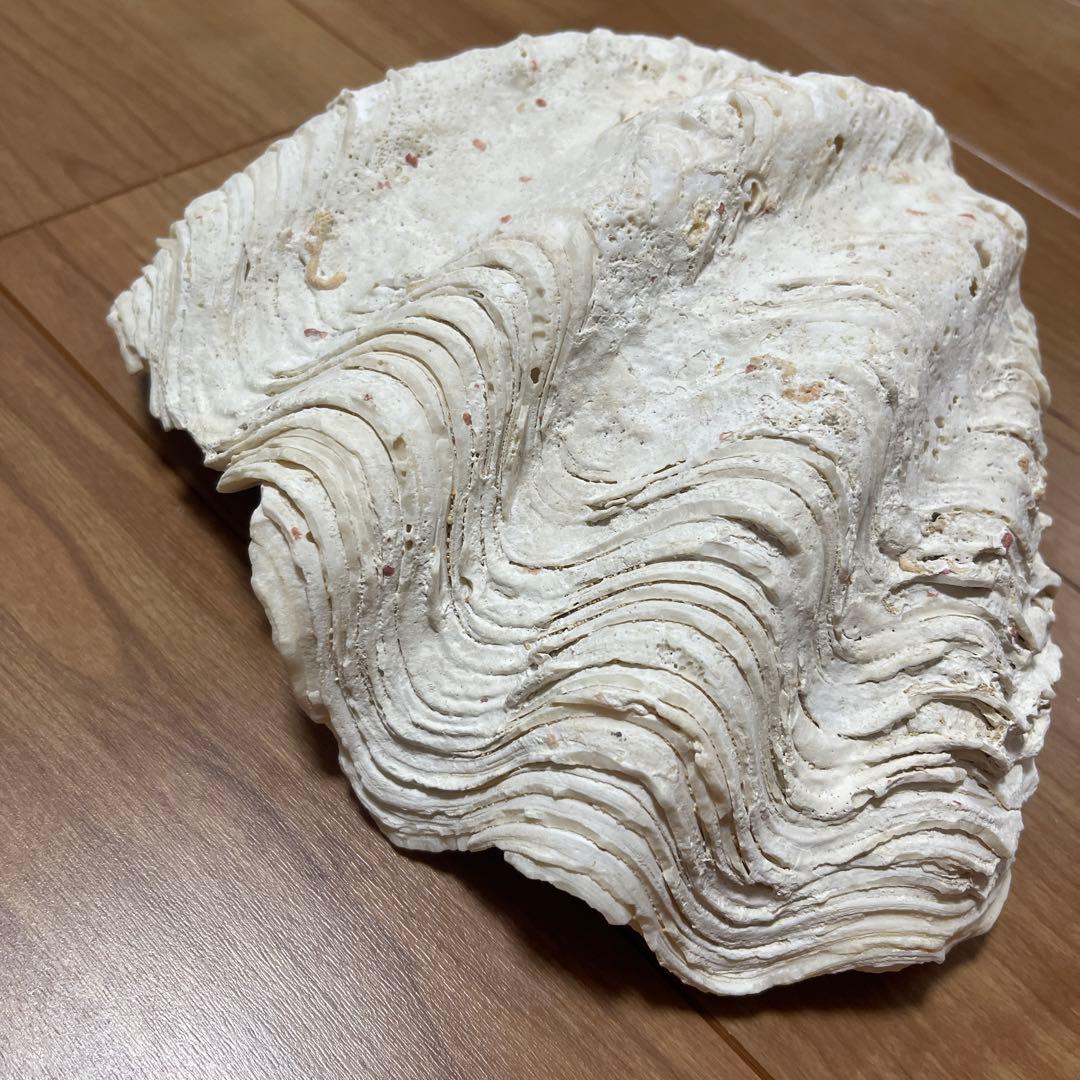 天然貝殻 波状 白  しゃこがい　宮古島　1990年代 大きめ　貝殻　貝　シェル