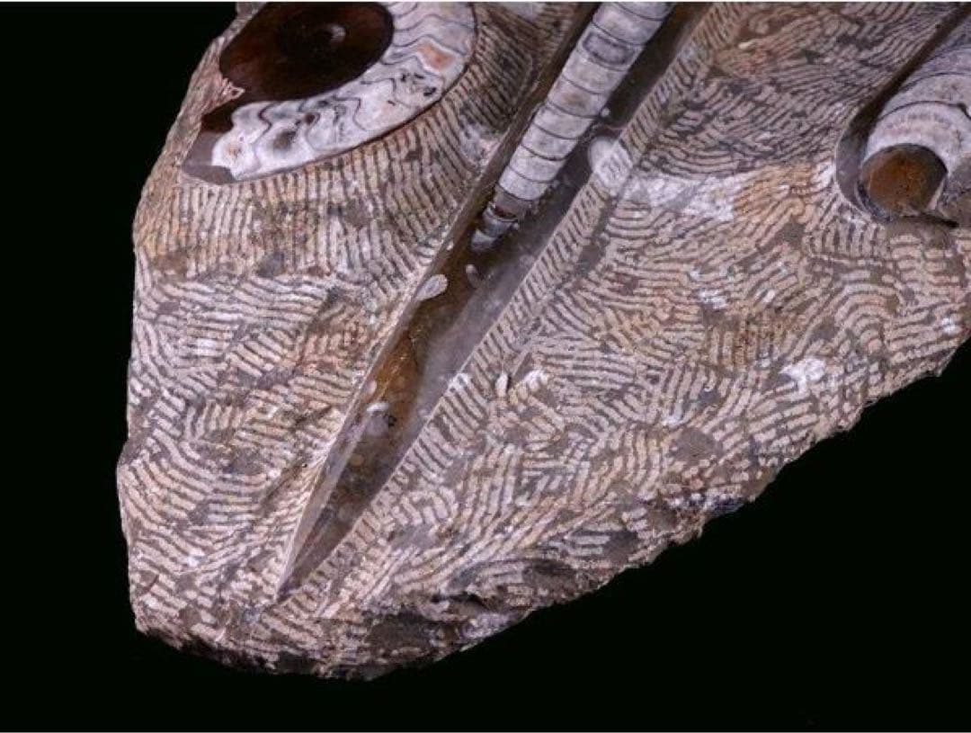 アンモナイト化石 大型標本⭐︎着払