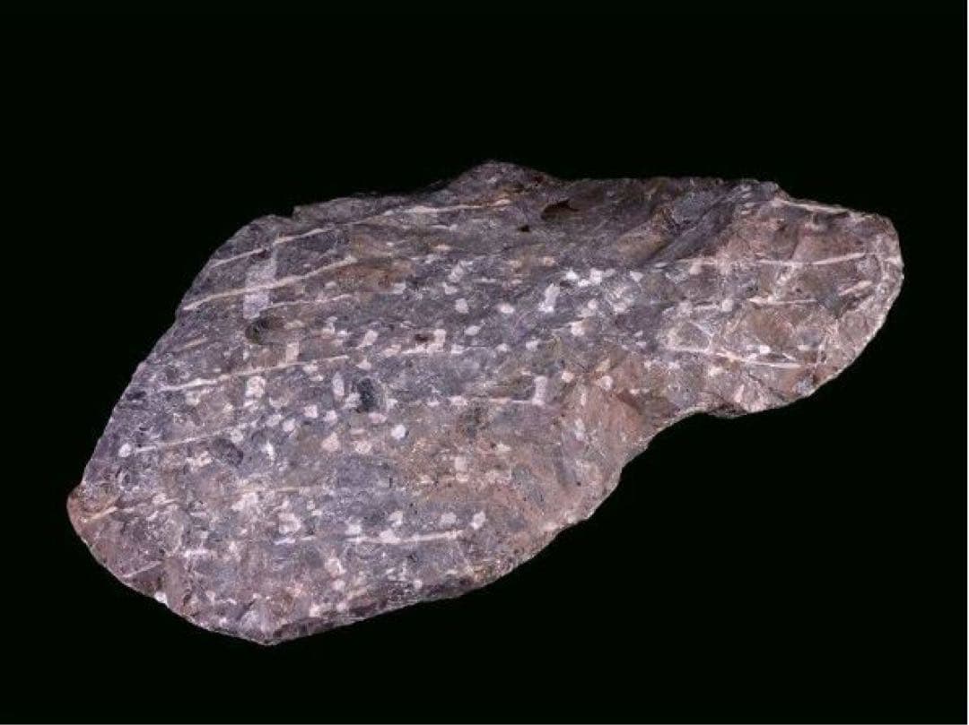 アンモナイト化石 大型標本⭐︎着払