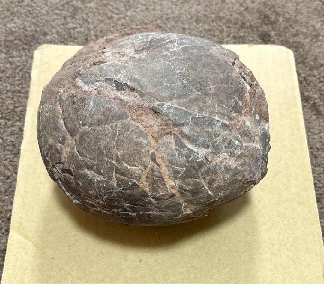 化石 恐竜 卵 ハドロサウルス 推定