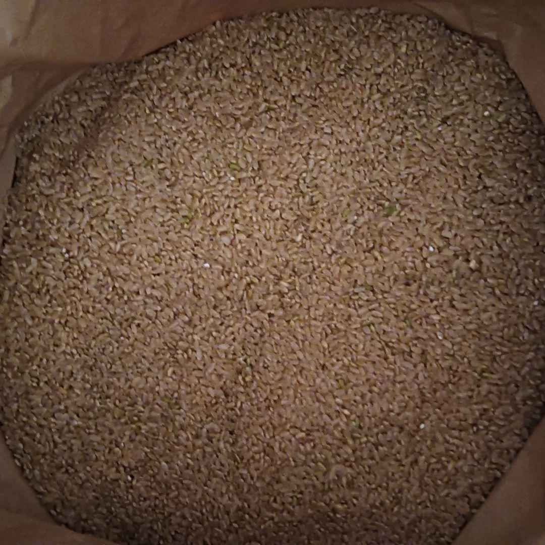 令和６年度青森県産まっしぐら１０kg