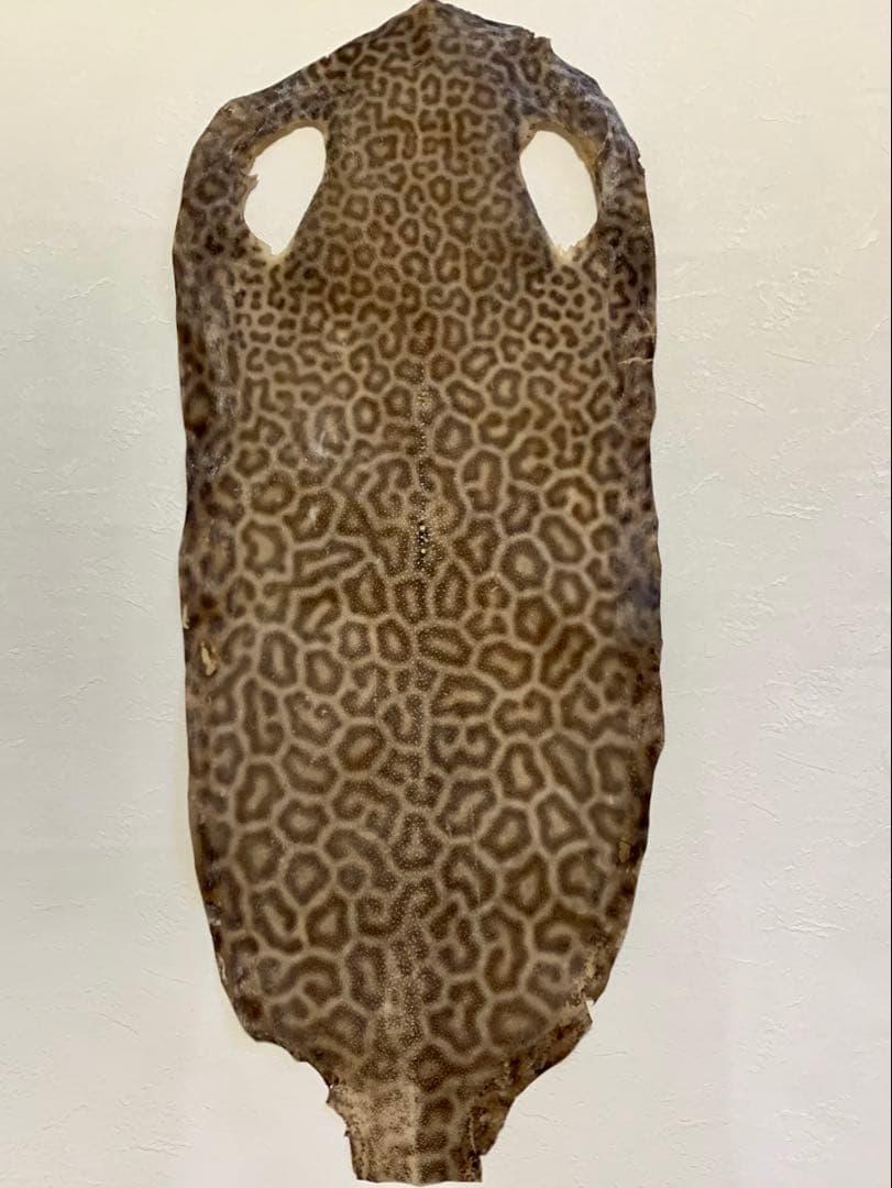 鮫皮　刀剣用　虎鮫⑨