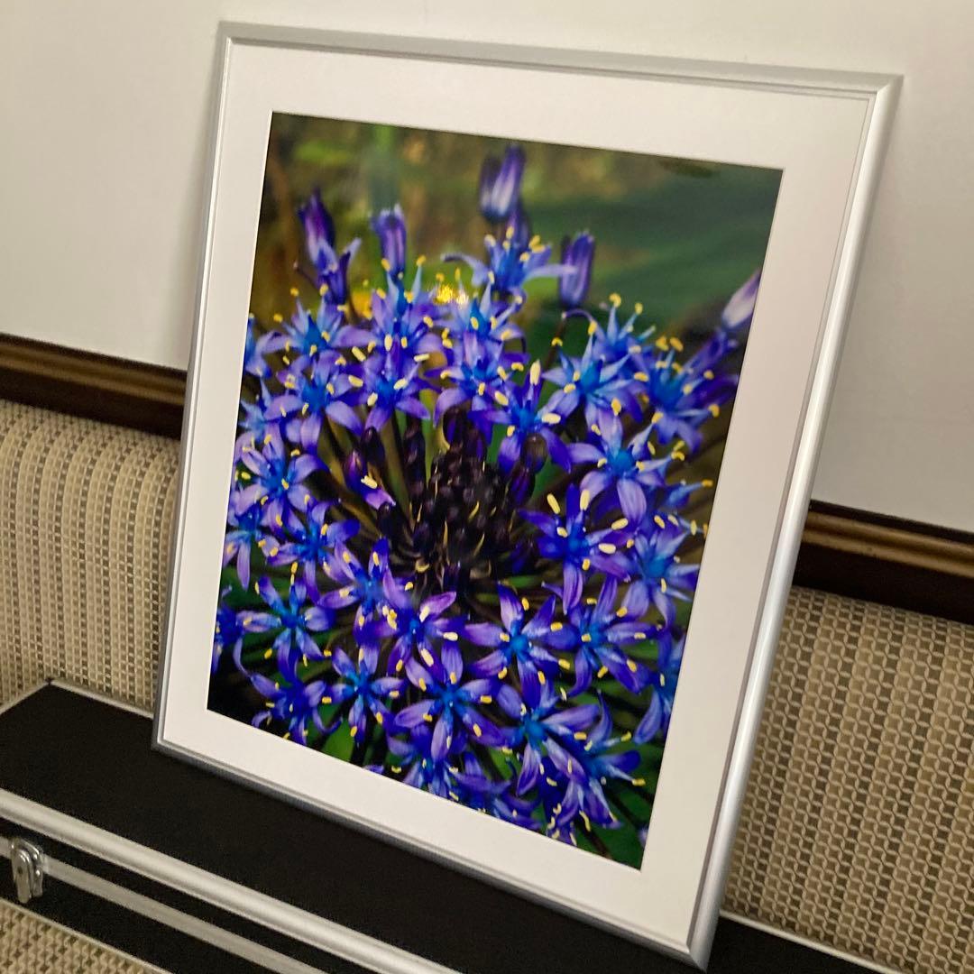 シラーペルビアナ