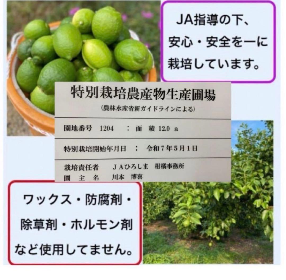 酵素栽培　小粒ちゃん　ネーブル 瀬戸田　広島県　皮も食べてオランジェット 国産