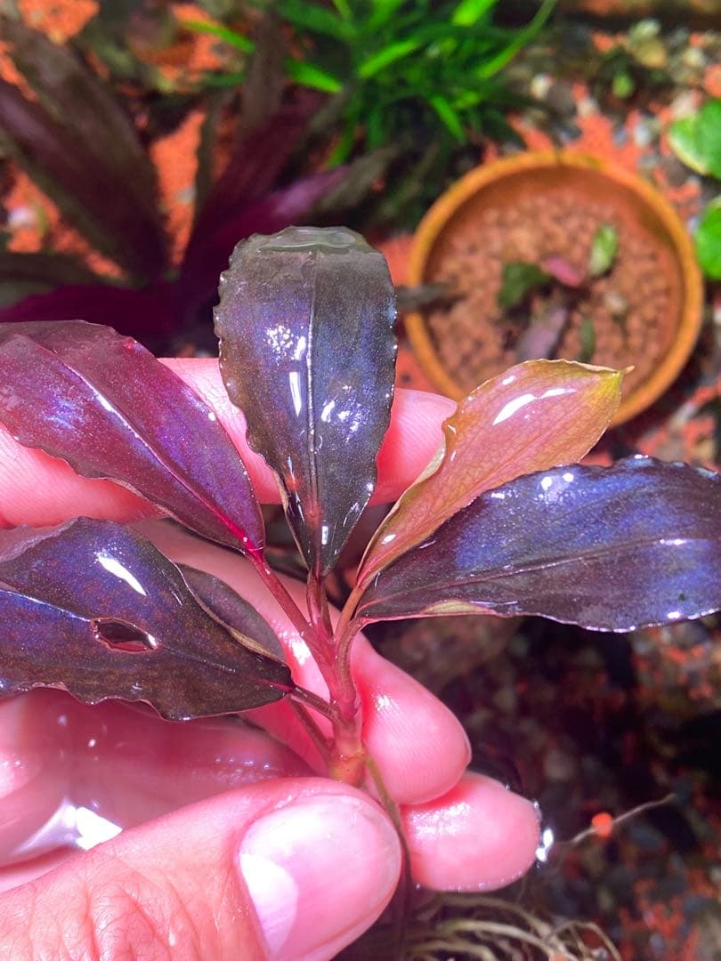 ブセファランドラsp. ブラウニー ディープパープル