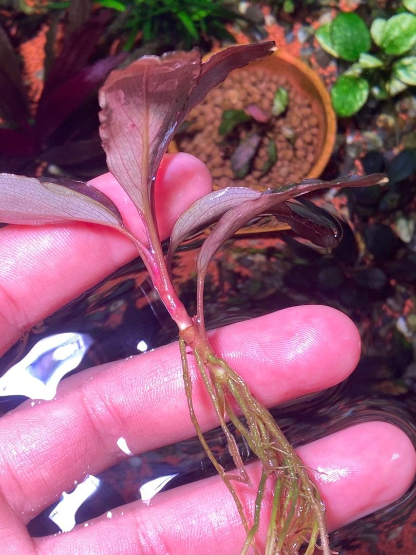 ブセファランドラsp. ブラウニー ディープパープル