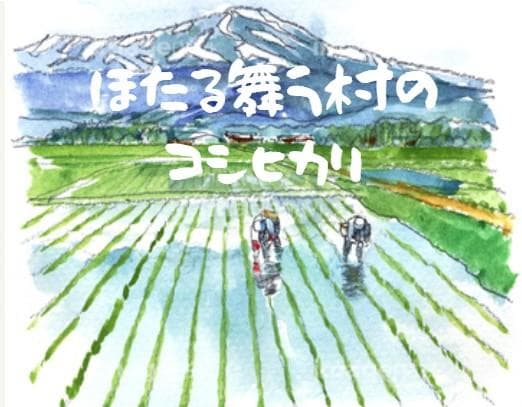 令和７年新潟産コシヒカリ　精米18Kg 色選ずみ