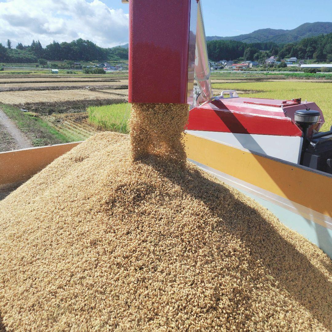 もち玄米■ヒメノモチ　10㎏(5kg×2袋)一等米☆農家直送