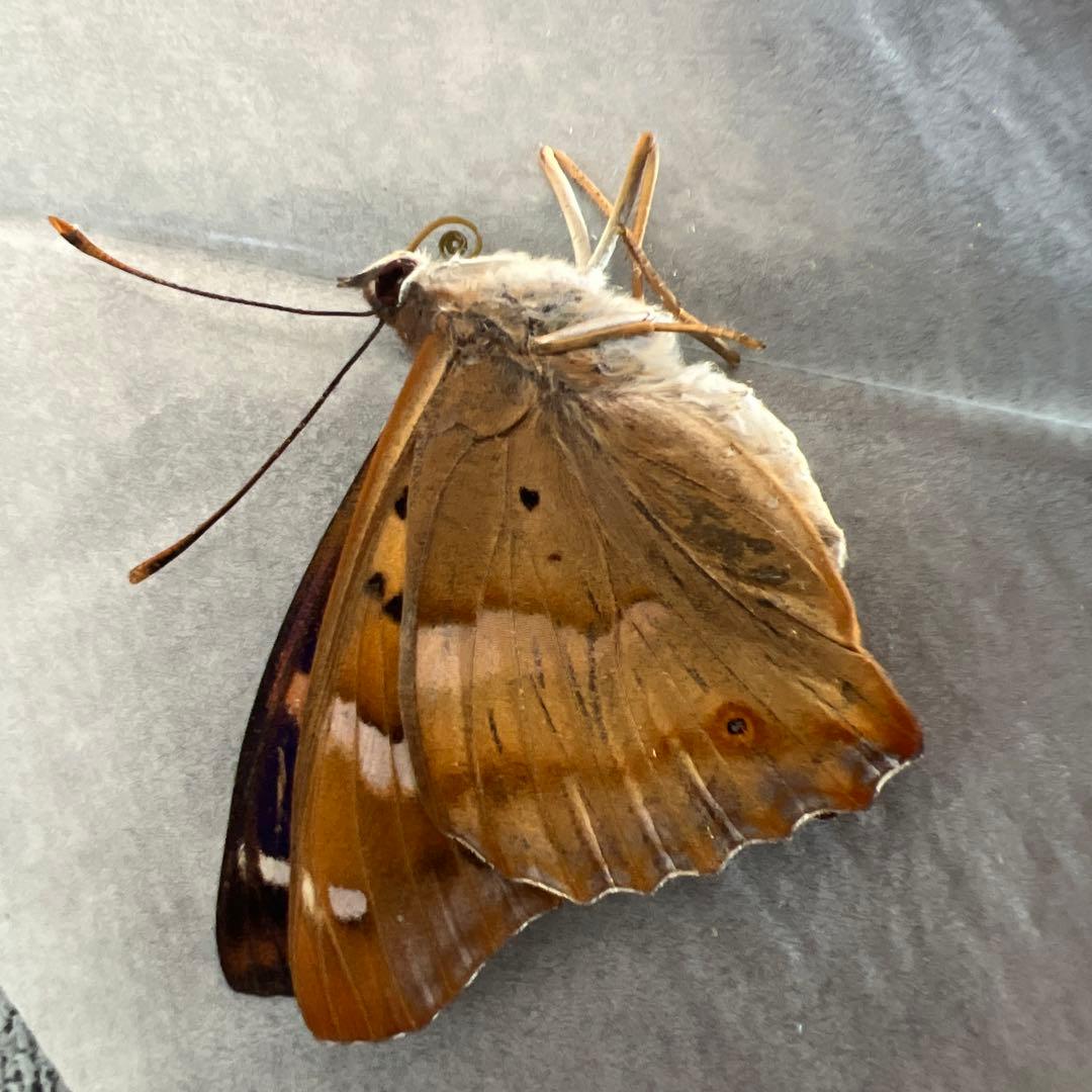 ノミオンを含むモンゴル産　三角紙標本7頭セット