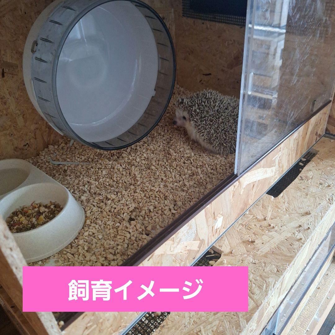 コスパ重視！大型OSB木製ケージ(未使用)