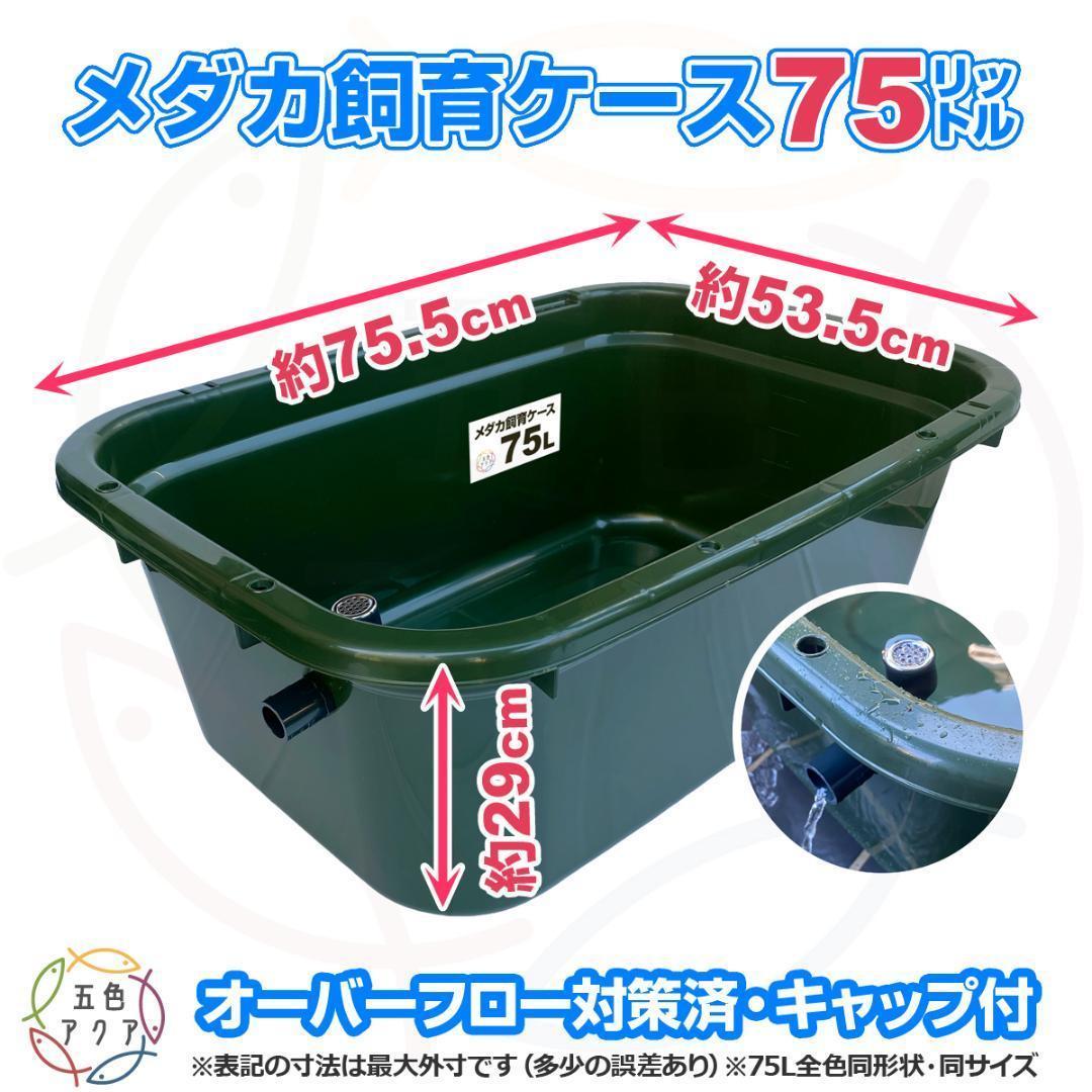 【新仕様】メダカ飼育ケース 75㍑深緑x2個 オーバーフロー対策済 金魚飼育容器