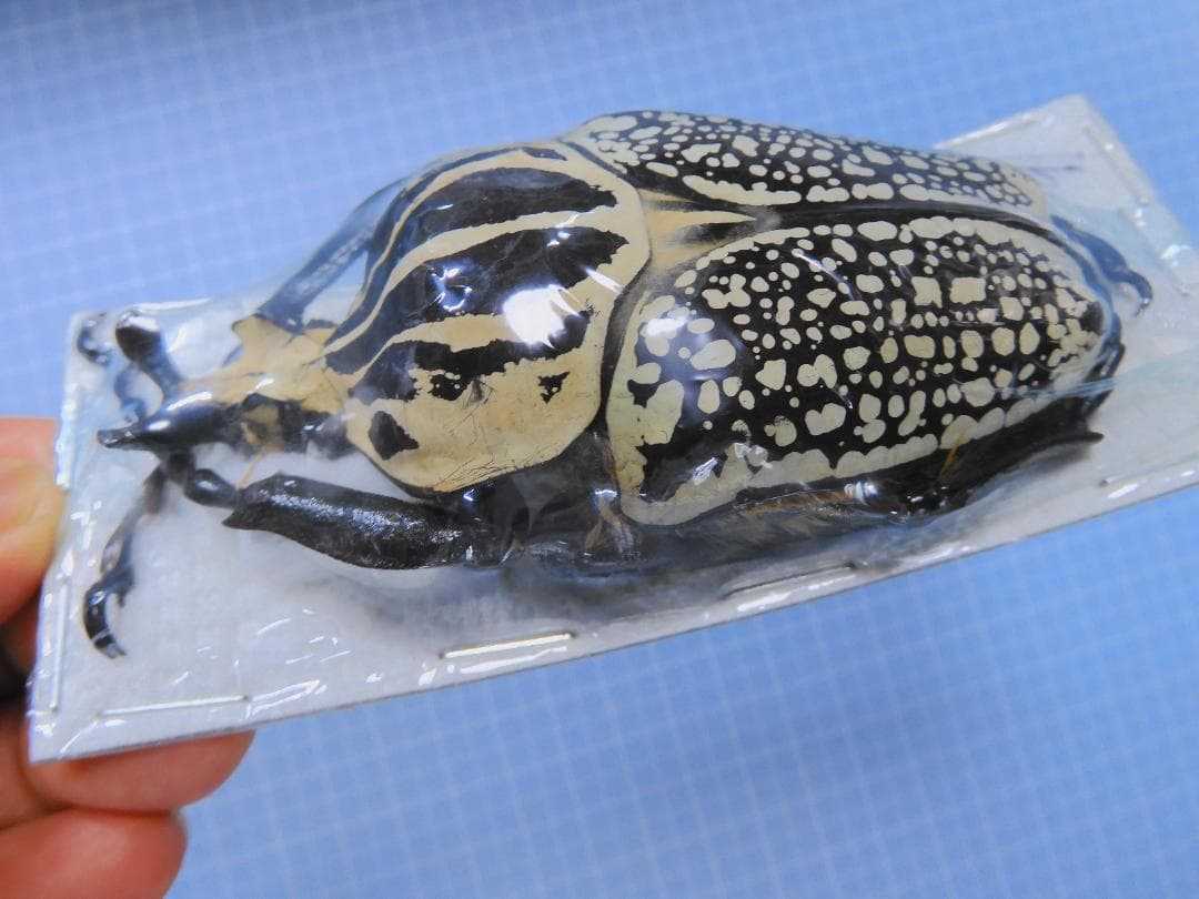 標本 Congo Goliathus orientalis 91mm