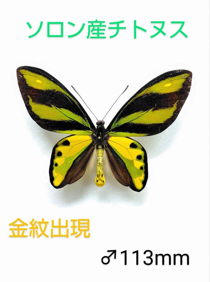 ソロン産チトヌス トリバネアゲハ標本♂113mm 触角修理有 ☆緑色美麗金紋有