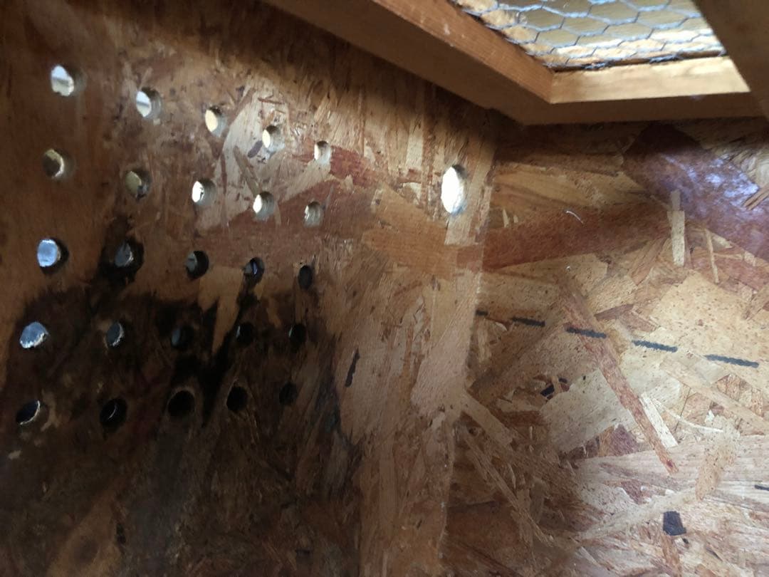 1200ゲージ爬虫類、猛禽類