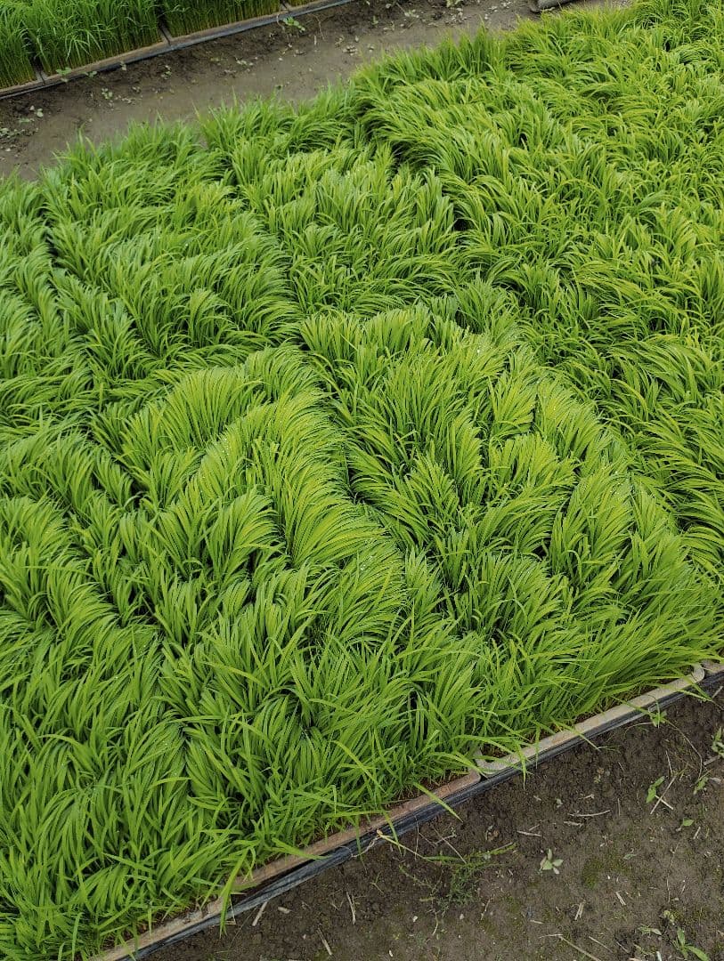 令和6年産　彩のかがやき　白米10キロ