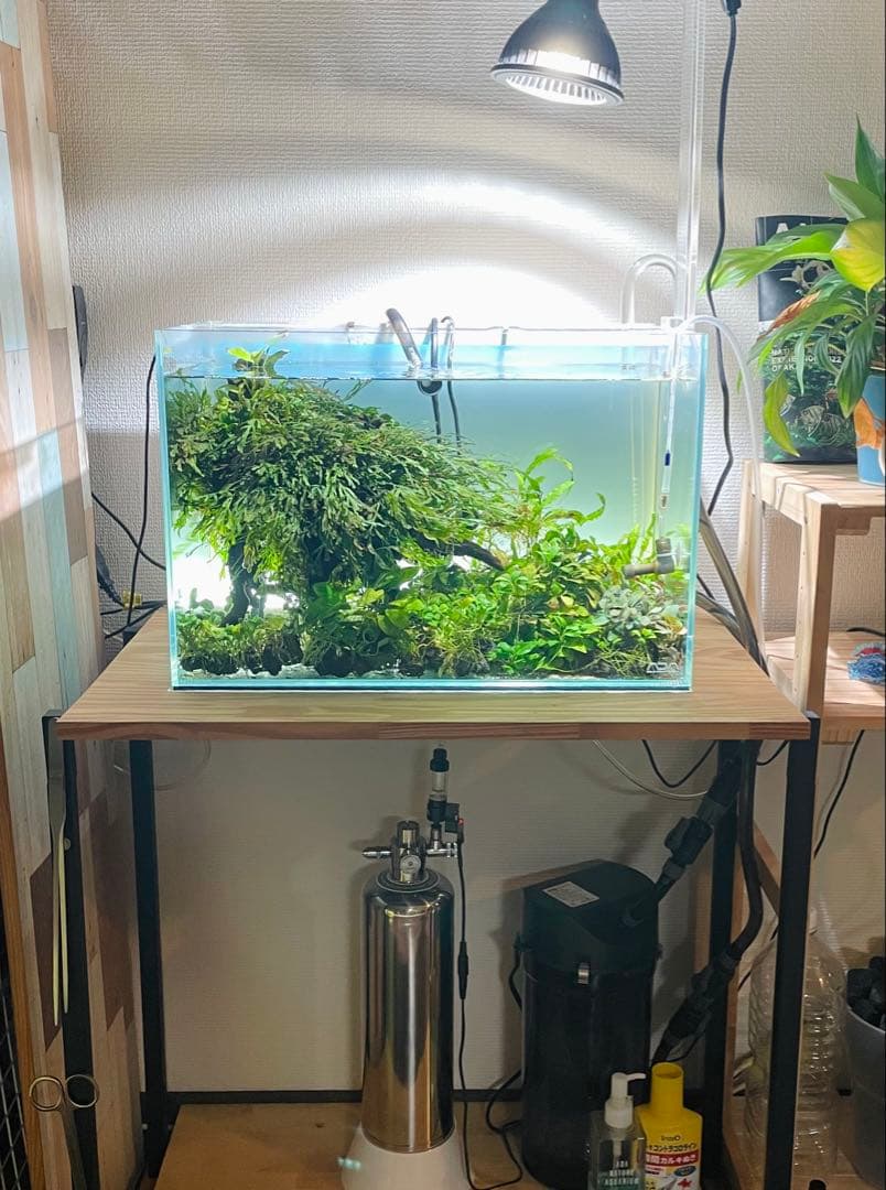 引き取り限定 ADA45㎝ 陰性水草水槽フルセット