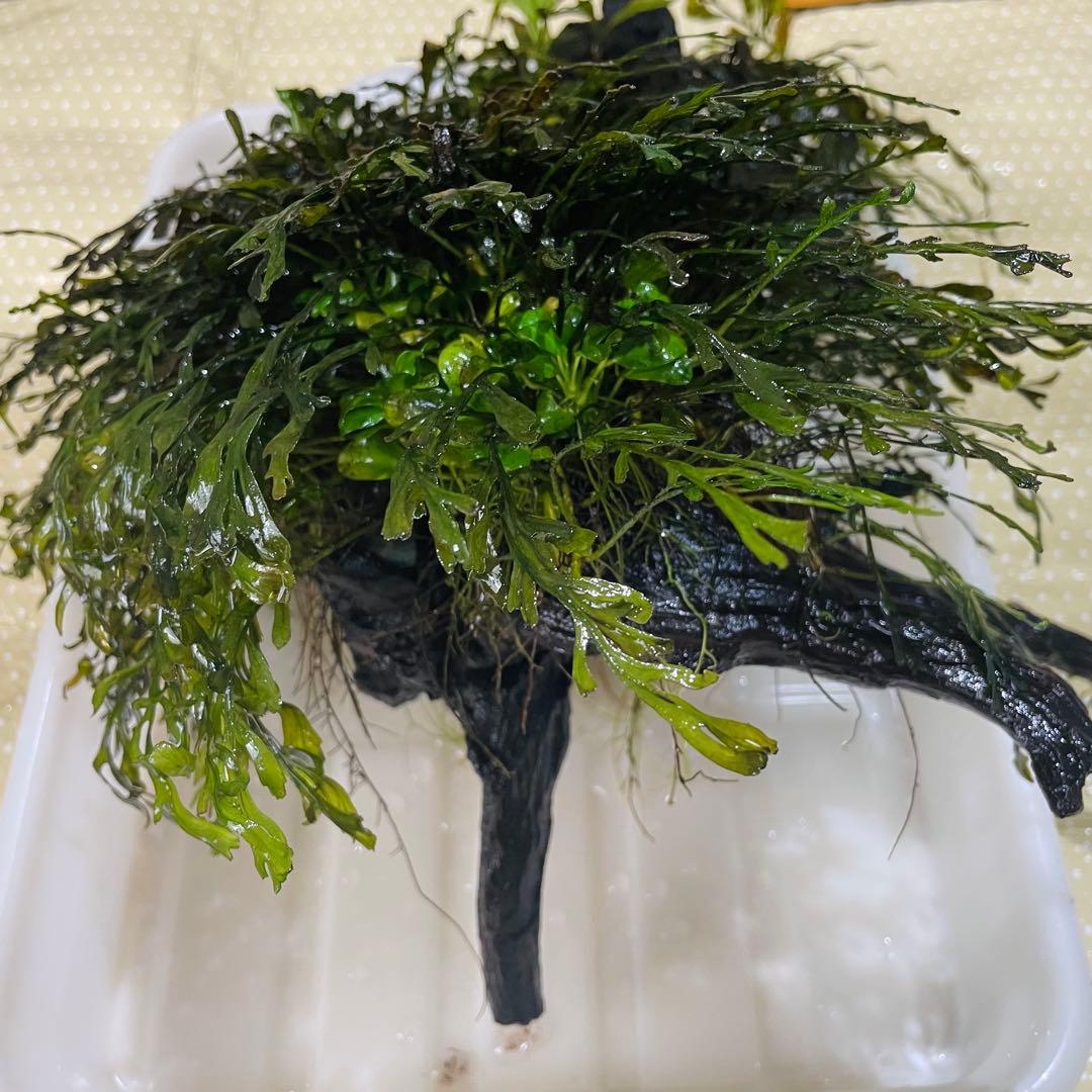 引き取り限定 ADA45㎝ 陰性水草水槽フルセット