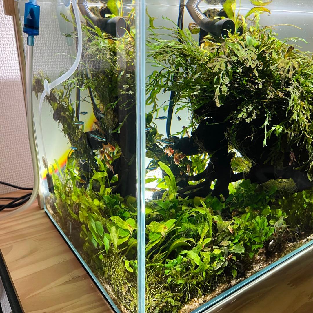 引き取り限定 ADA45㎝ 陰性水草水槽フルセット