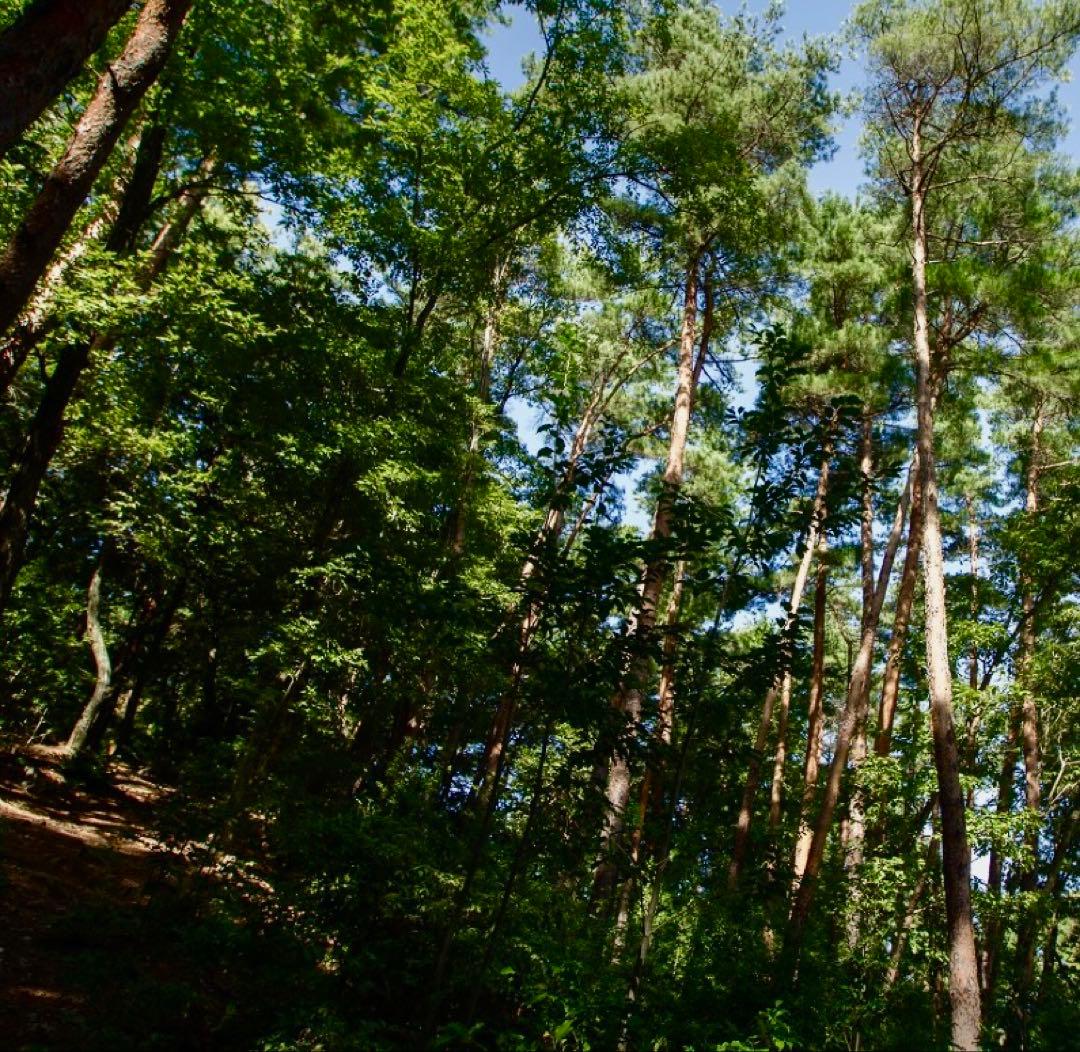 【今期最終‼︎ 希少品‼︎ 厳選セット 380g】本日採れ‼︎ 松茸◆クール便発送◆