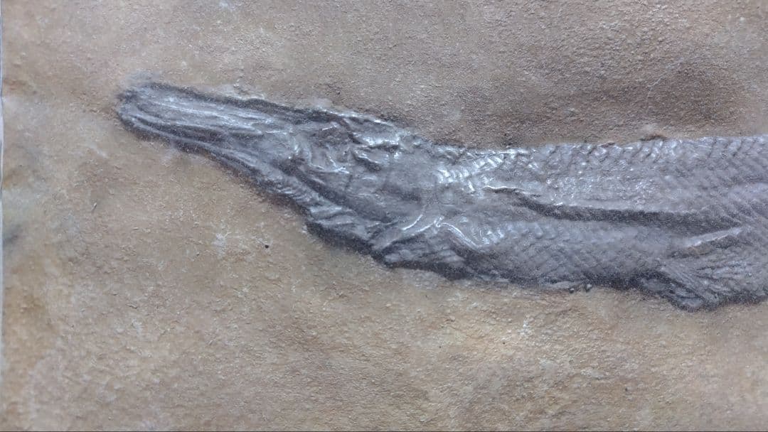 （石垣様用）ガーパイク 化石 レプリカ