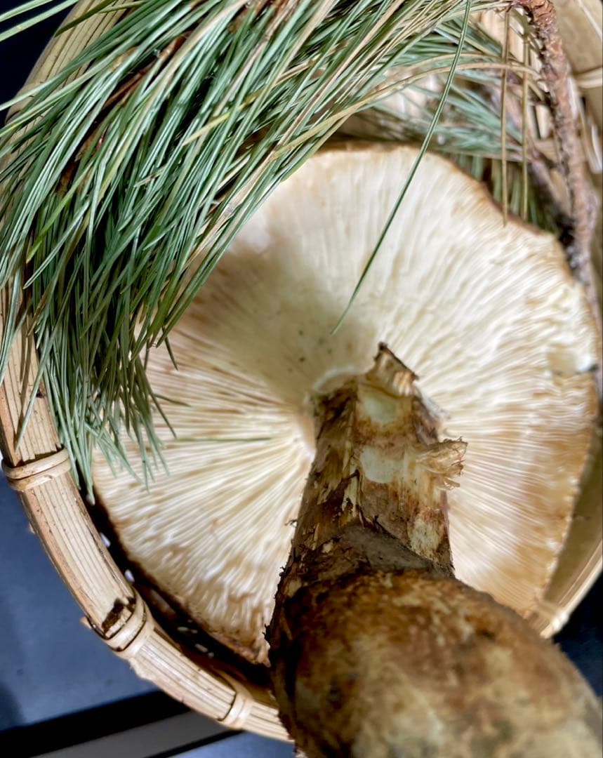 【大人気‼︎ 開き厳選 400g】本日採れ‼︎ 国産 松茸◆クール便発送◆