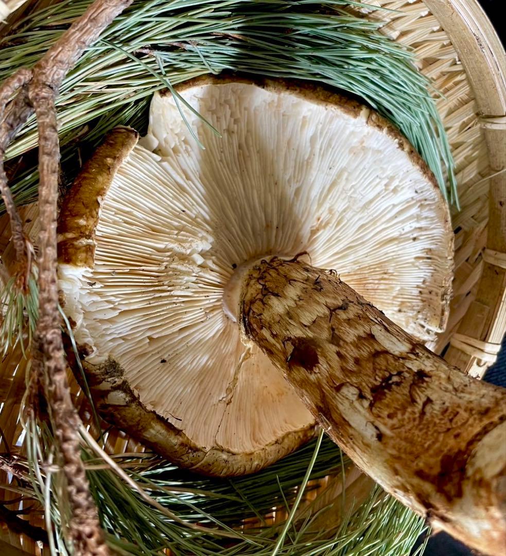 【大人気‼︎ 開き厳選 400g】本日採れ‼︎ 国産 松茸◆クール便発送◆