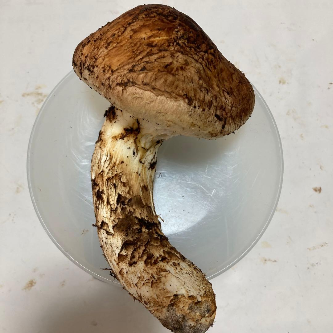 岩手県産　松茸　１本260g
