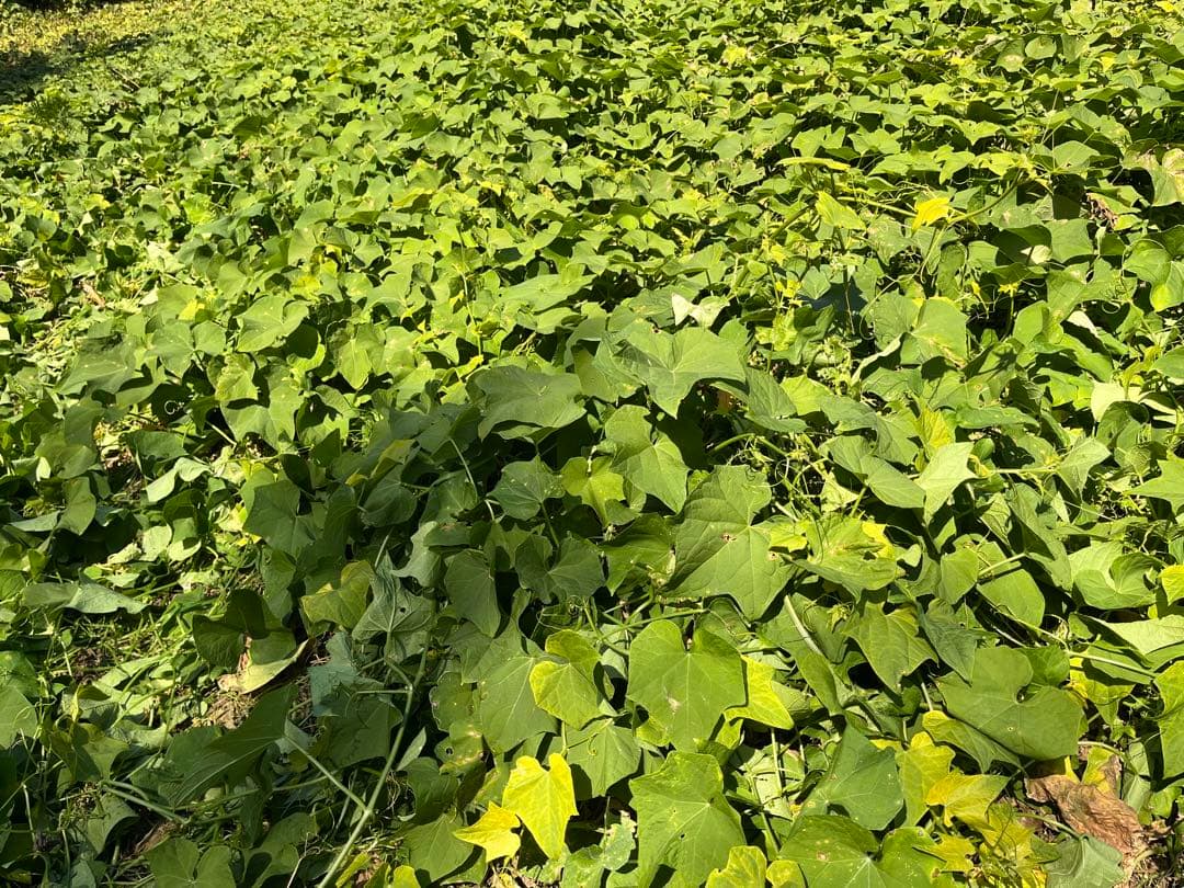 はやとうり　約20kg