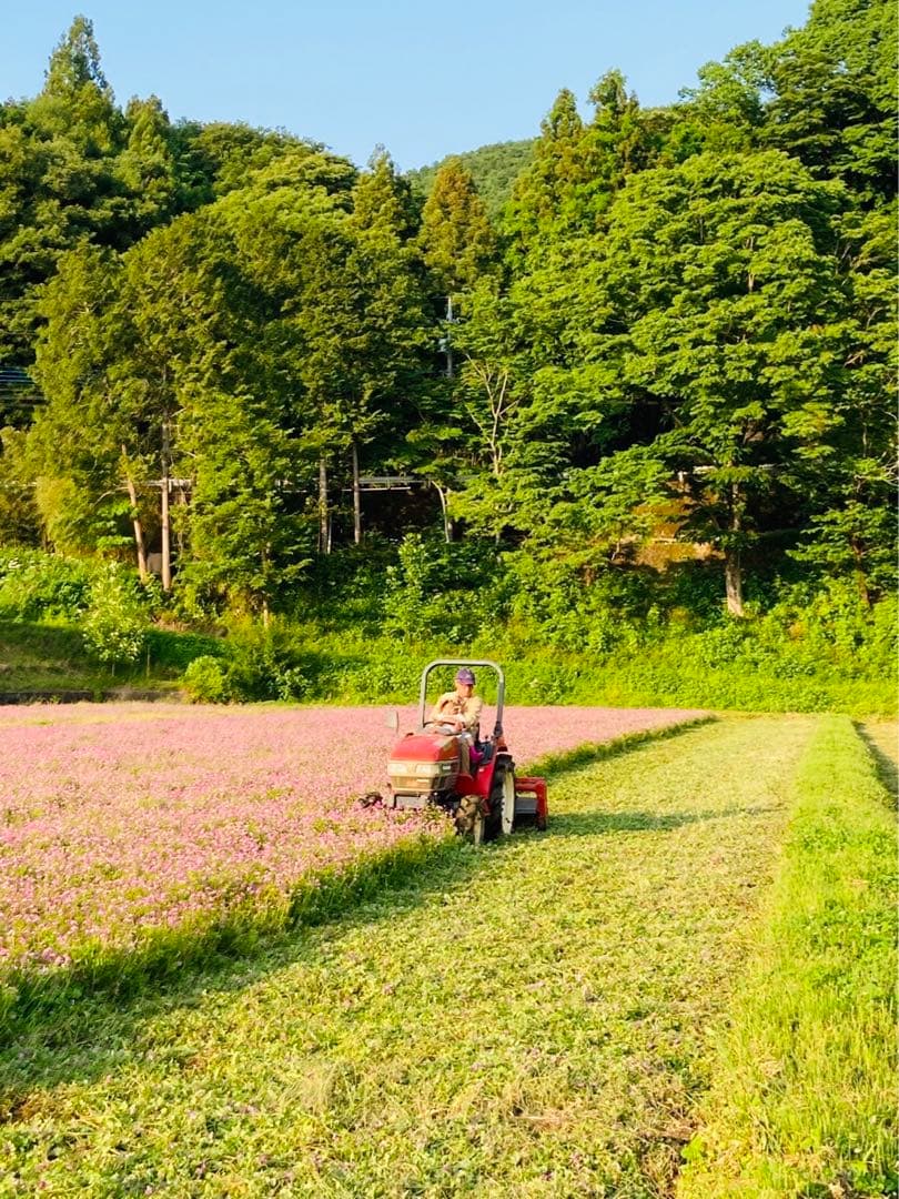 【れんげ米　玄米20.0kg コシヒカリ又はあさひの夢】　農薬不使用