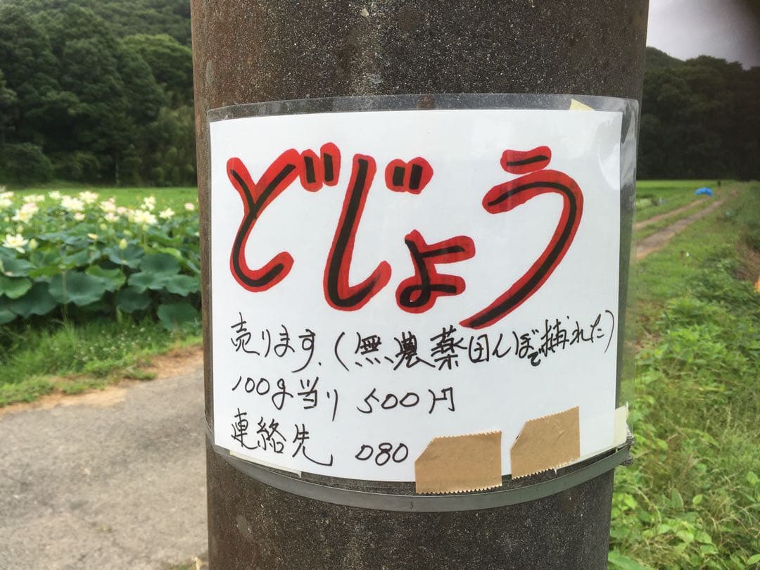 【れんげ米　玄米20.0kg コシヒカリ又はあさひの夢】　農薬不使用