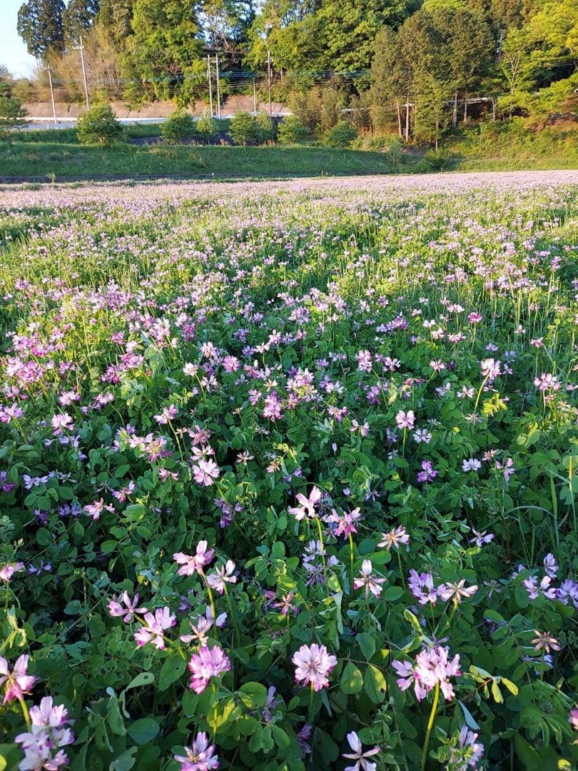 【れんげ米　玄米20.0kg コシヒカリ又はあさひの夢】　農薬不使用