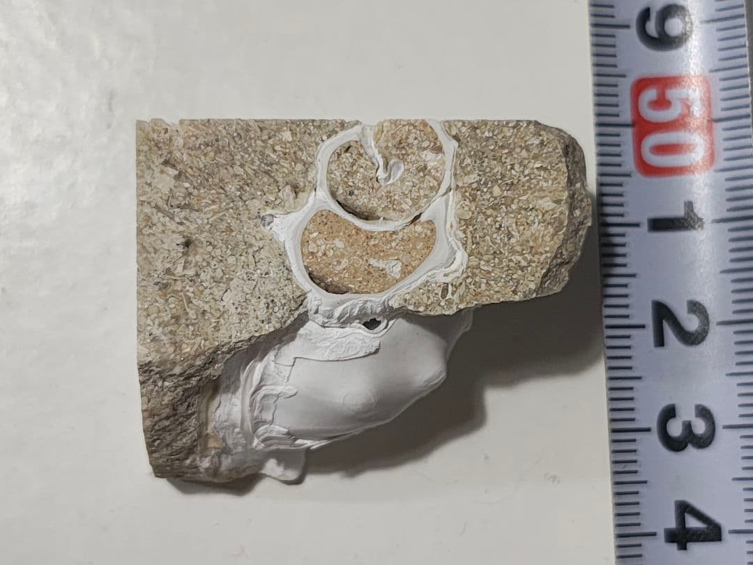 日本産　化石入り大理石(の切れ端)25個セット