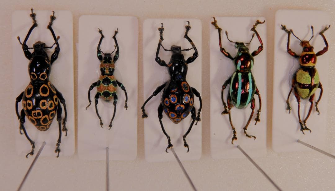 ゾウムシセット2　未検品