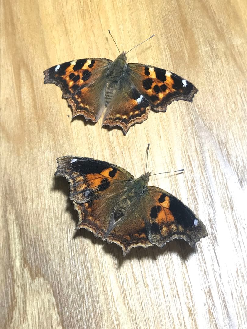 エルタテハ異常型