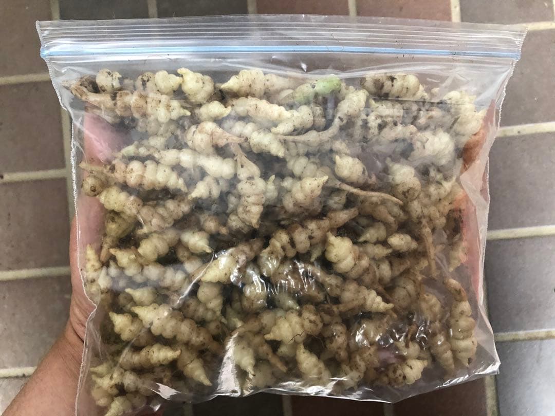 ちょろぎ2kg 珍しい生のちょろぎを採りたてでお届け※種芋にもなります#02