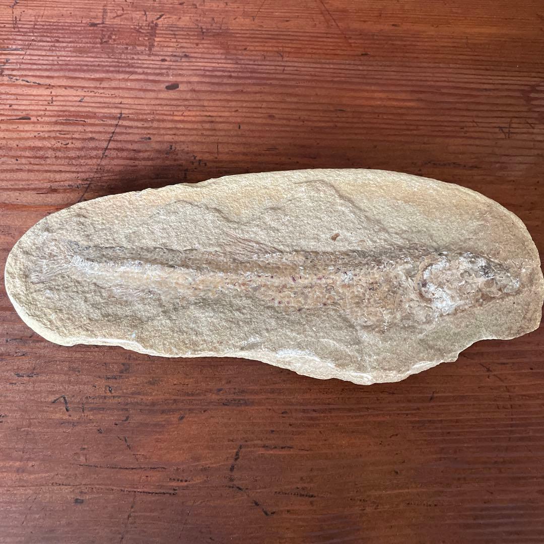 魚　化石　　古代魚