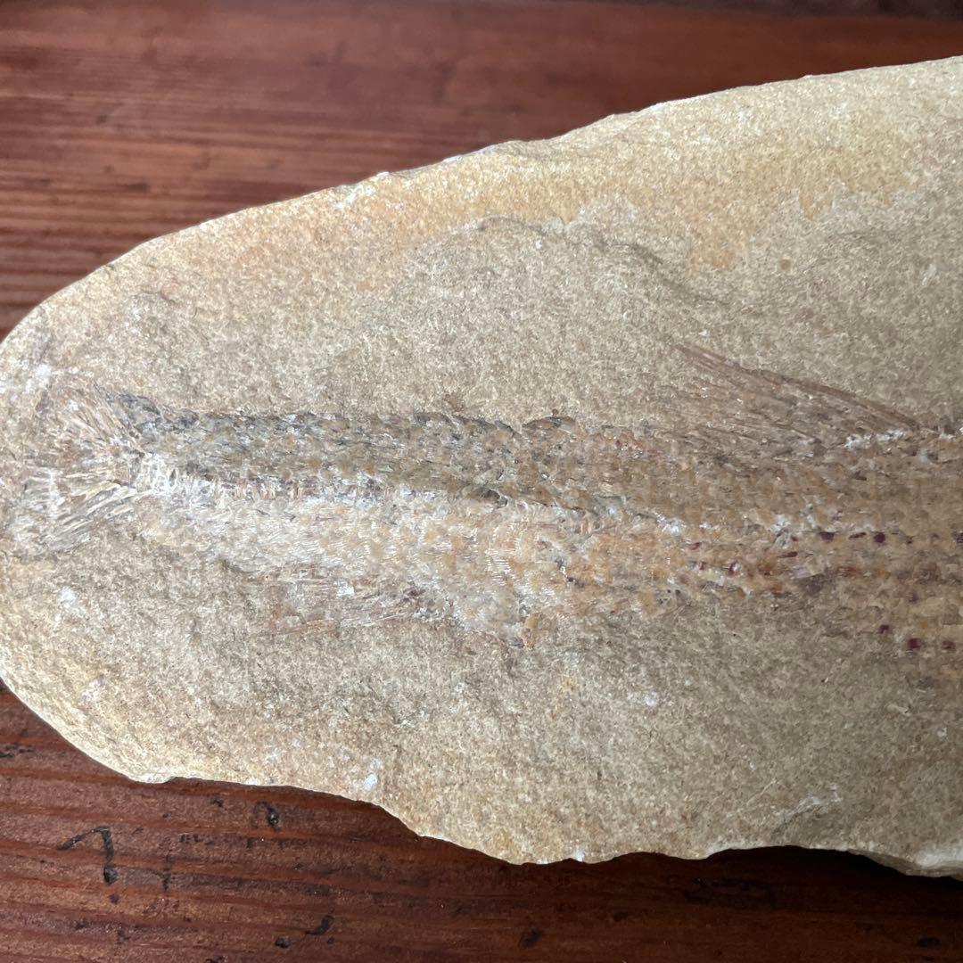 魚　化石　　古代魚