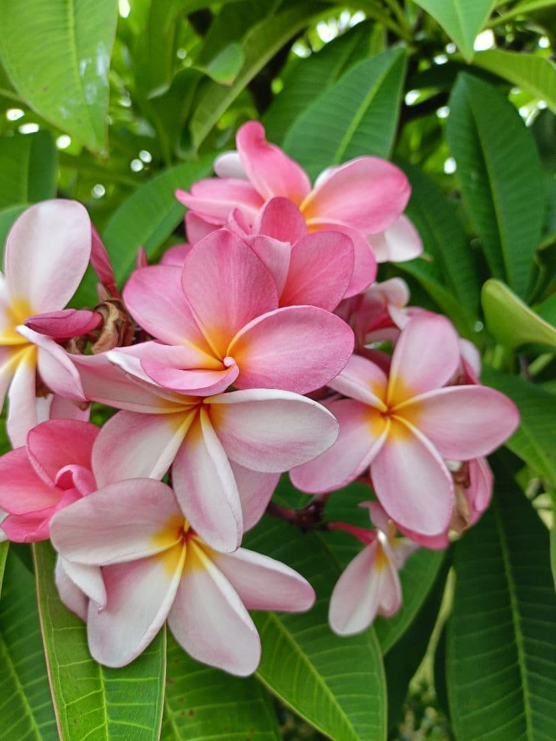 ポン太くんさま専用 アップルバナナ