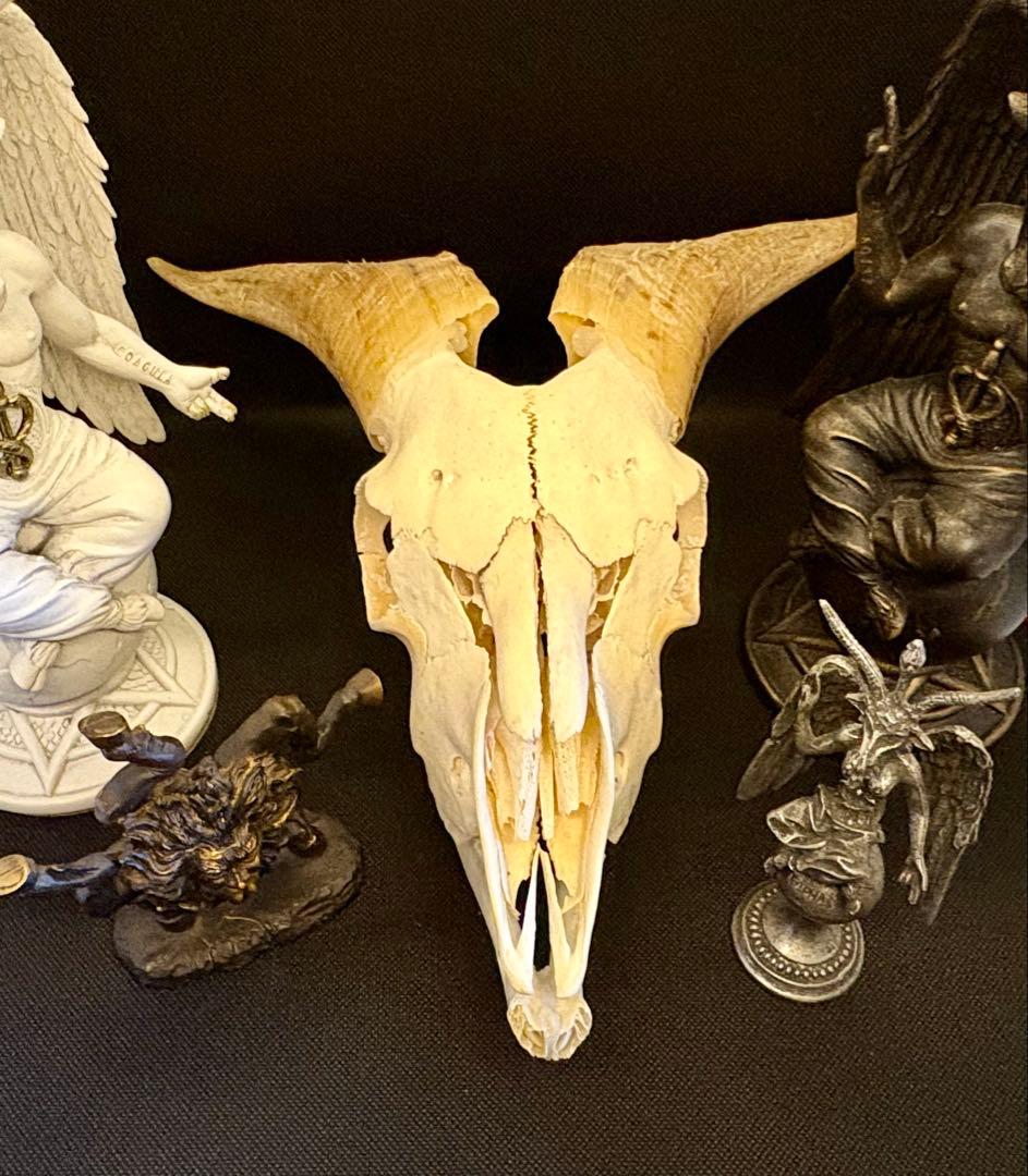 ヤギ頭蓋骨　実物　下顎　角鞘付き希少品　デッサン画モデル　ハンティングトロフィー