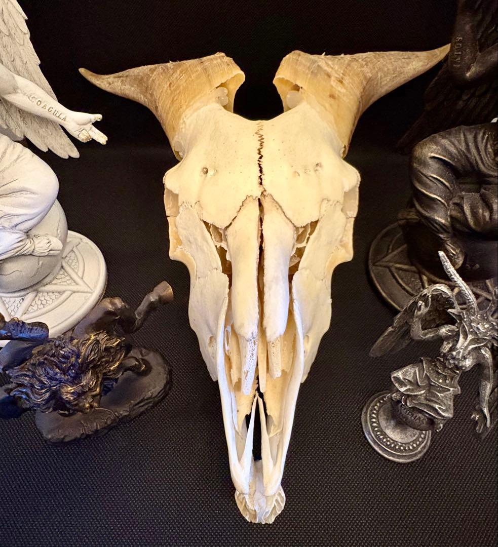 ヤギ頭蓋骨　実物　下顎　角鞘付き希少品　デッサン画モデル　ハンティングトロフィー