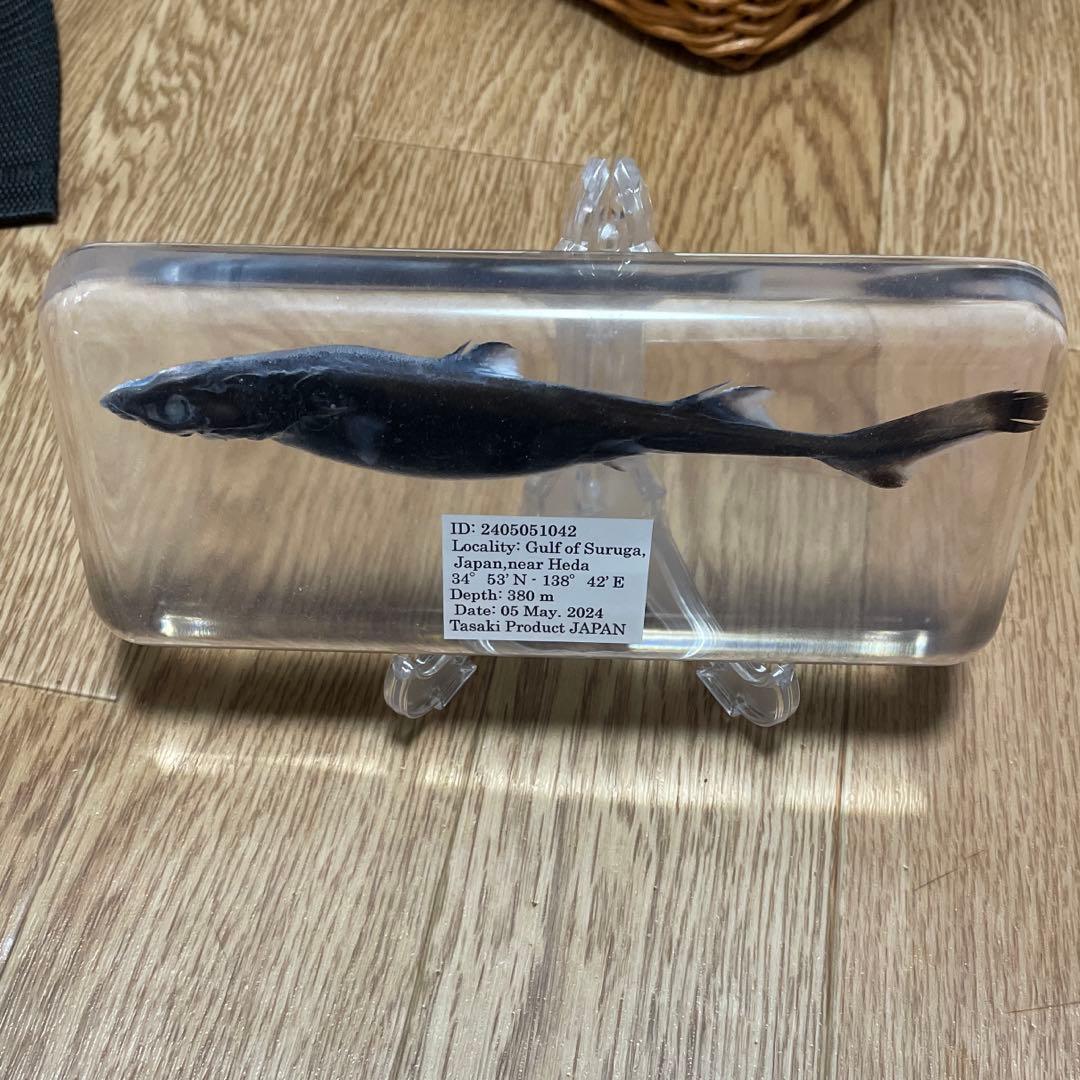 カラスザメ　標本