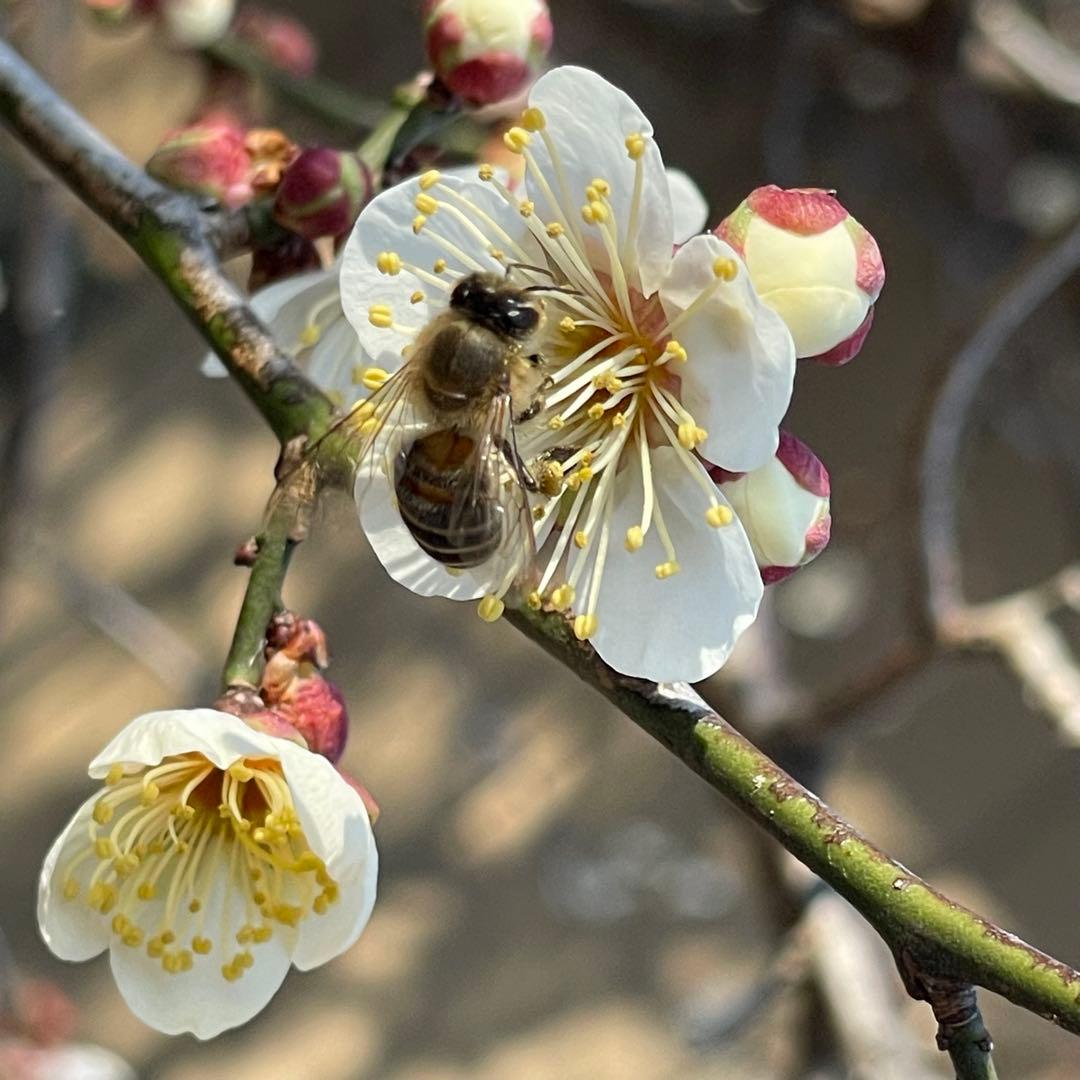 日本蜜蜂のハチミツ1100g×2本セット