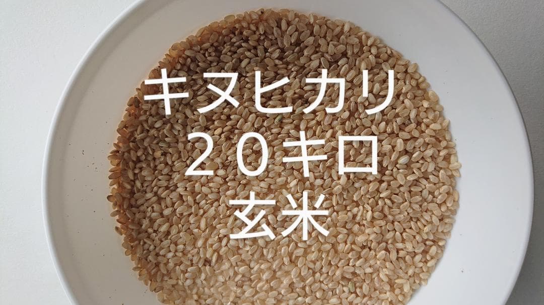 キヌヒカリ ２０キロ 玄米 減農薬 お米